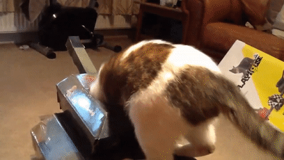 如何用最简单的材料给猫咪做玩具，如何用最简单的材料给猫咪做玩具熊（网友给家里的猫打造纸箱坦克）