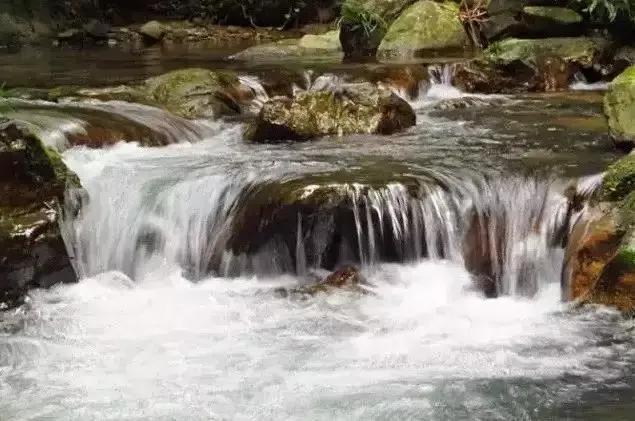 倒吊王功效与作用，九九峰上酒