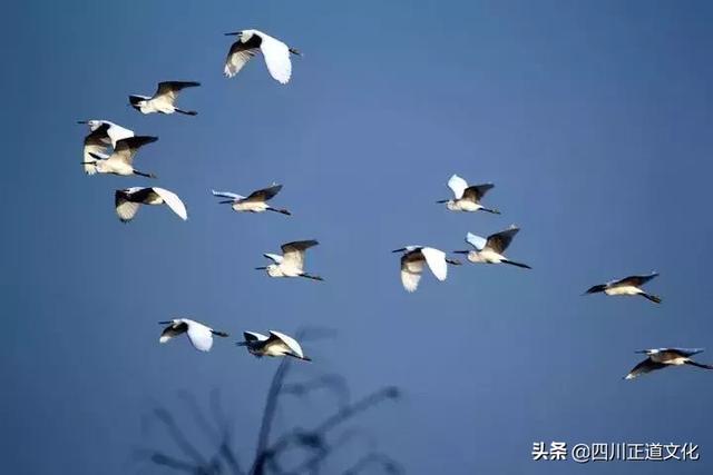 有关数学的古诗词，关于学习数学的诗句（当数学遇上古诗词，太妙了！）