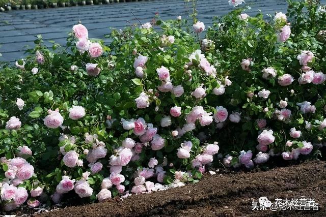 月季花品种，十大经典品种（凭一己之力撑起了整个花园的颜值）