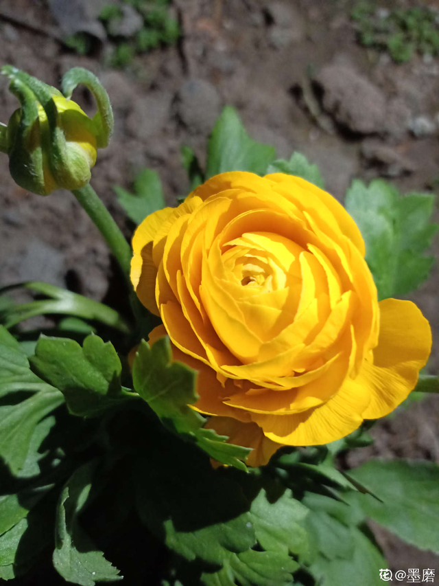 臭海棠花图片(开花之后"丑小鸭变天鹅")