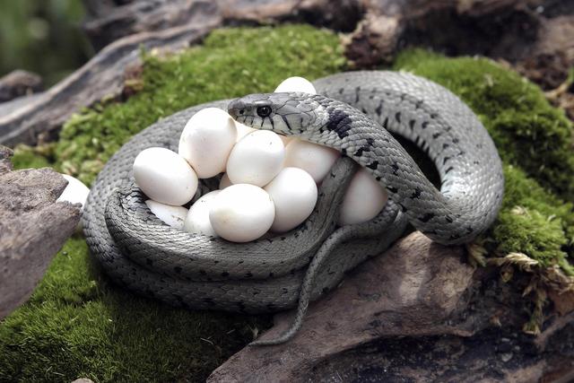 所有蛇都是卵生的吗，所有的蛇都是卵生吗（蛇蛋是不是从蛇嘴里吐出来的）