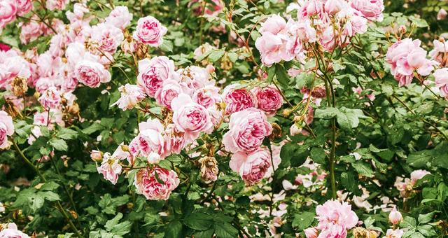 玫瑰花怎么保存，玫瑰花怎么保存时间长（掌握这几点知识要点）