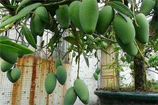 芒果种子怎么种，一个夏天就能长成小树苗