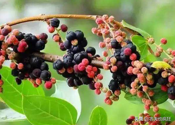 水马为什么叫水马，水马是动物吗（提醒农村娃要远离它）