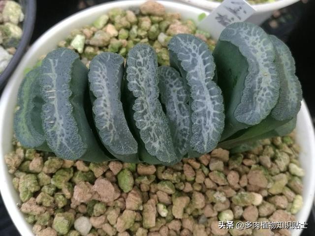 多肉玉扇最大能长多大，多肉玉扇好养吗（养了多肉植物五年）