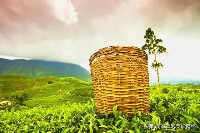 空山茶产自哪里，《三十而已》中的“空山茶”