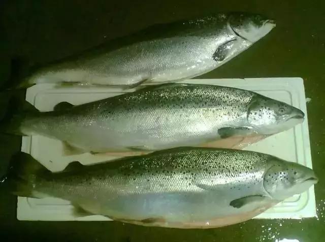 请问清炸小扒皮鱼的做法，炸小剥皮鱼的做法大全（今后再也不怕不认识海鲜了）