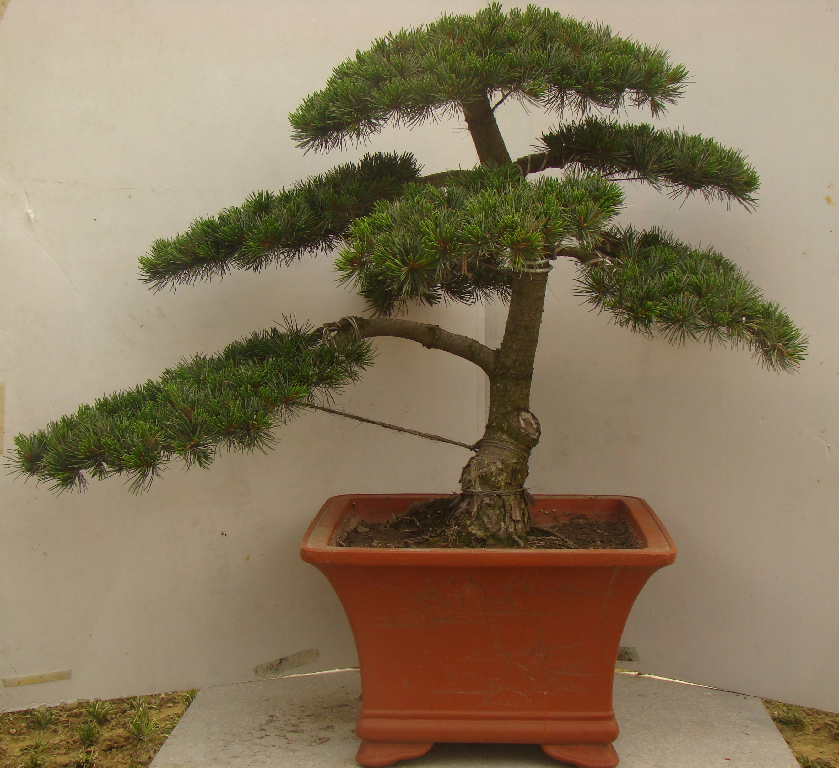 小叶五针松盆景图片展(树顶成冠状,五针松盆景古朴苍劲极珍贵!