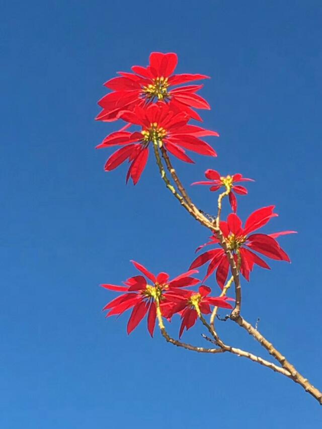 德高望重是什么意思，德高望重什么意思（德高望重是什么意思）