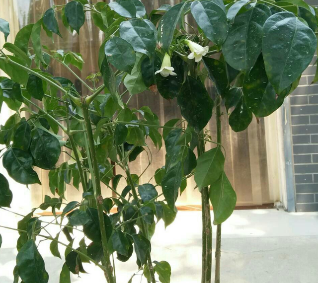 幸福树会开花吗，盆栽幸福树开花吗（养了10年的幸福树）