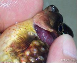 金鱼吃什么，金鱼吃什么东西除了饲料（我们该如何合理饲喂好）