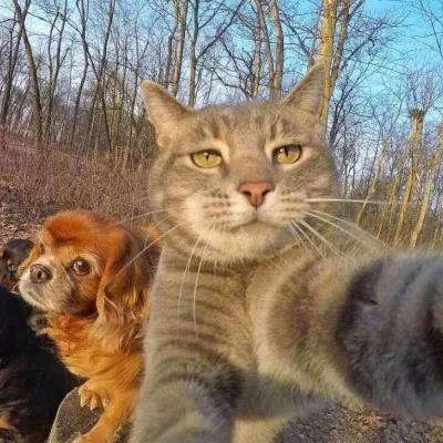 植物大战僵尸头像，植物大战僵尸6人团头微信（在吗？组队换头像啦）