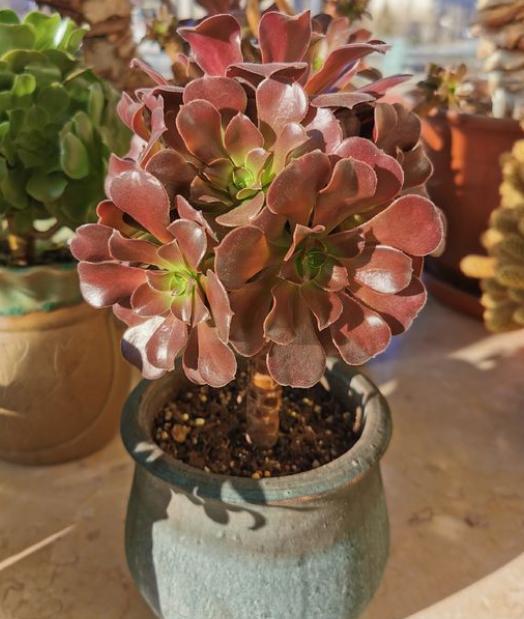 美杜莎法师怎么养，定期用上“2种药”