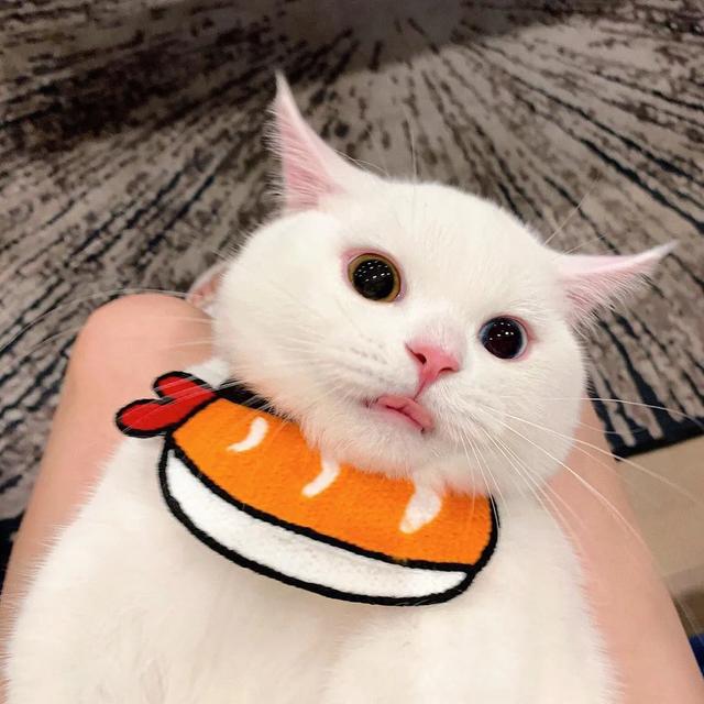 用猫做头像的男生，猫咪（可爱猫的微信头像）