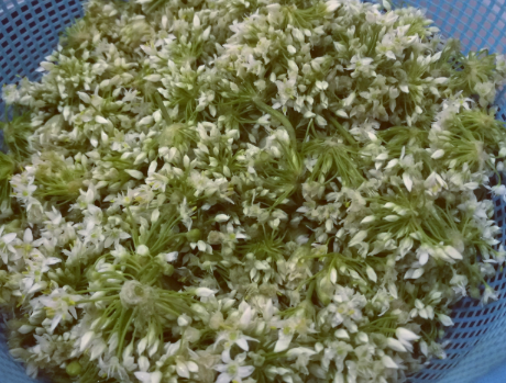 韭菜花酱的做法自制韭菜花酱，韭菜花酱的做法（韭花又香又绿存放久）