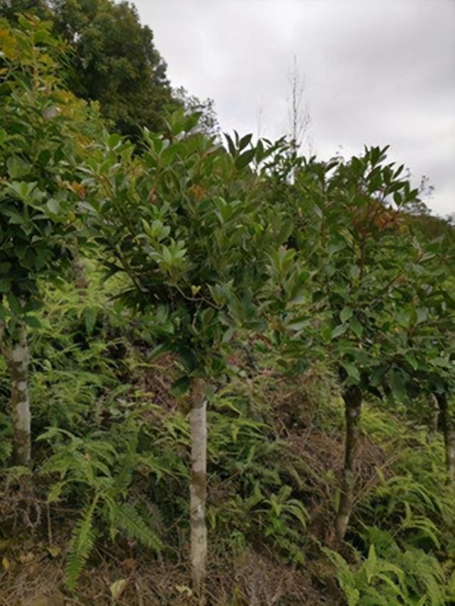 八角种子在哪里有卖_八角种子可以直接种吗，市场上买的八角能做种子吗（八角育苗几月种植好）