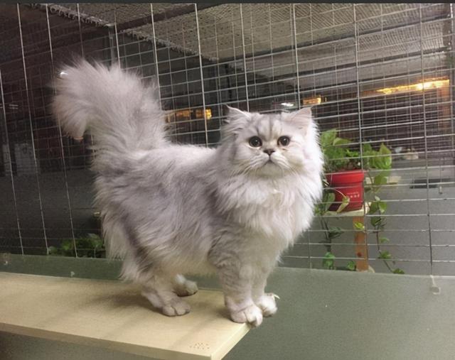 几种常见猫咪的市场价，宠物猫咪价格表（6种常见宠物猫的价格）