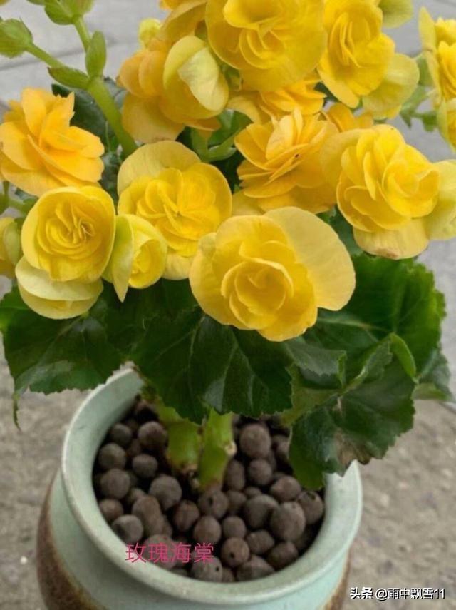 秋海棠电视剧剧情介绍,家庭盆栽秋海棠 - 玉三网