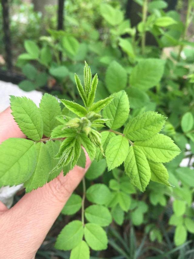 绣球花有种子吗，有没有绣球花种子（我买过的假花苗和花种子）
