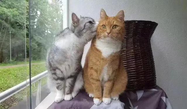 相思引，相思引浮生梦小说（相思引诗词大全）