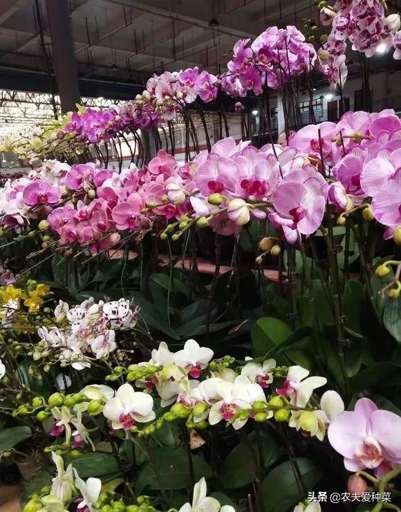 腊梅放在家里的寓意，此5种“年宵花”摆在家里