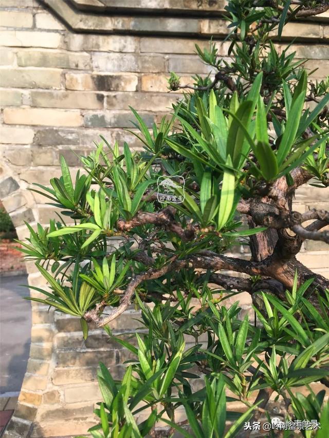 罗汉松盆景欣赏精品，海岛罗汉松——我的红颜知己