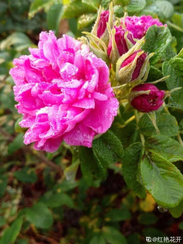 不锈钢盆可以放烤箱吗，烤箱里可以放不锈钢盆吗（10种花最养人）