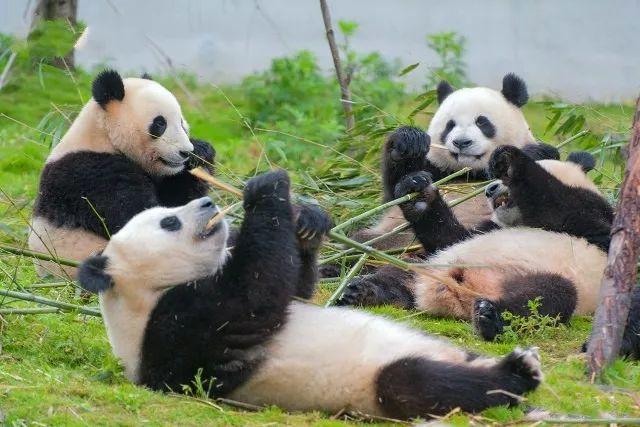 汶川海拔多少米，四川汶川县海拔多少米（什么是汶川）