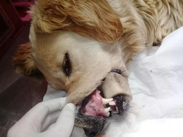 狗能吃鸭脖吗，狗狗可以吃鸭脖吗（给狗狗喂食这种东西时）