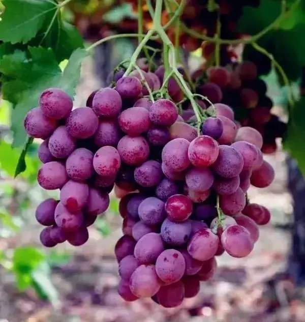 相信未来赏析，相信未来赏析50字（央视主持人敬一丹朗诵《相信未来》）