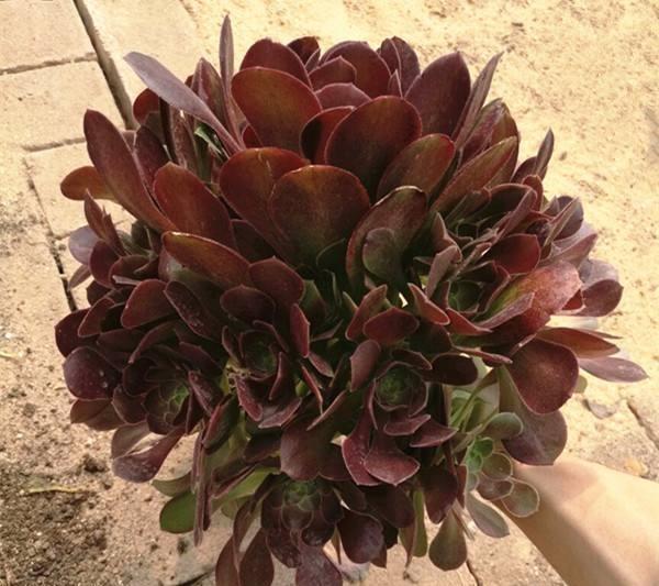 黑法师的养殖方法和注意事项，黑法师的养殖方法和注意事项视频（多肉界的“大魔头”黑法师）