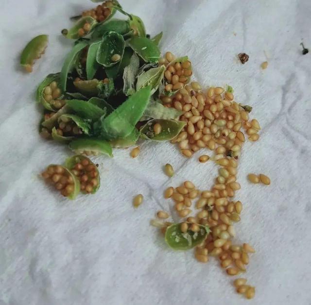 香草兰花怎么养，香兰草怎么种植（屋里养盆“香水花”）