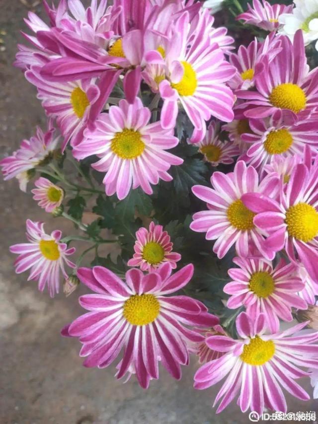 荷花有几种颜色，莲花有几种颜色分别是象征什么（1盆菊花售价1.2万）