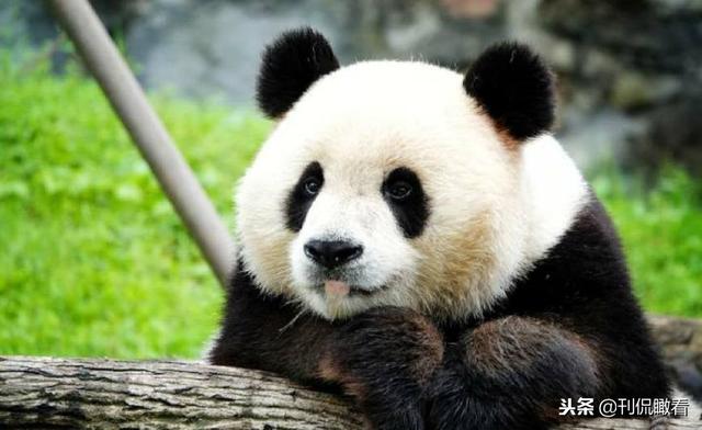 大熊猫走路的姿势怎么写，大熊猫走路姿势是怎么样的（大熊猫那些“像是工作人员假扮的”瞬间）
