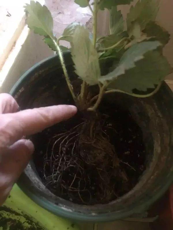 霸王花是火龙果的花吗，昙花、霸王花、火龙果花和令箭荷花的区别（奶奶把一根枝插土里）