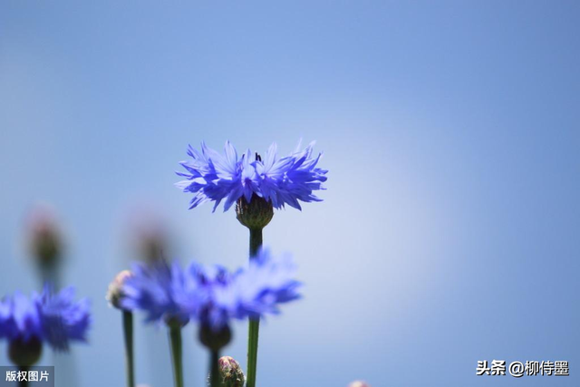 谁知道车矢菊的花语，矢车菊的含义（寓意“遇见和幸福”的矢车菊）