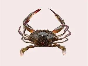 梭子是什么样的，梭子是啥玩意儿（生物相册•散落全世界的远亲）