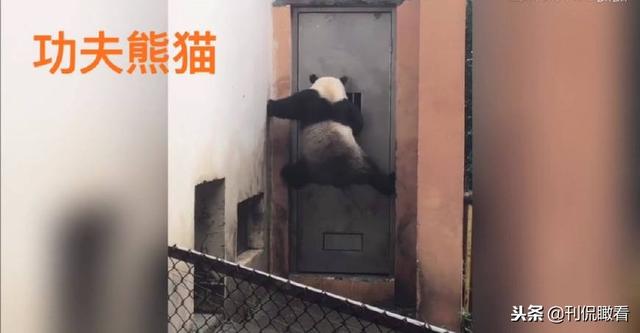 大熊猫走路的姿势怎么写，大熊猫走路姿势是怎么样的（大熊猫那些“像是工作人员假扮的”瞬间）