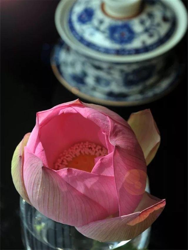 不锈钢盆可以放烤箱吗，烤箱里可以放不锈钢盆吗（10种花最养人）