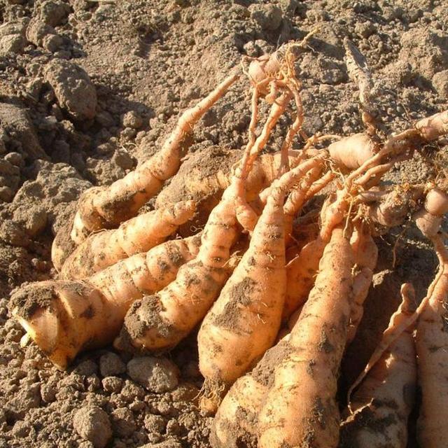 地黄是什么,别名生地(地黄是什么植物)