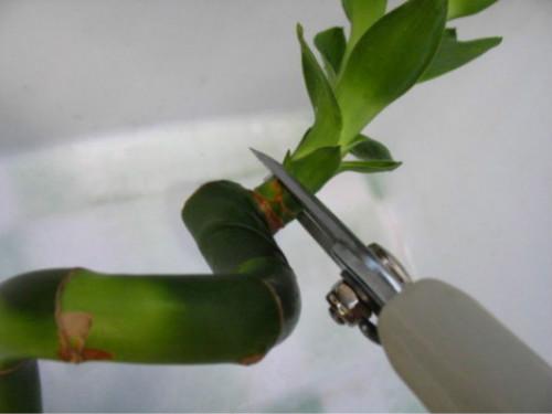 转运竹的风水学应用-转运竹的养殖方法，转运竹 风水（学会修剪“精细4招”）