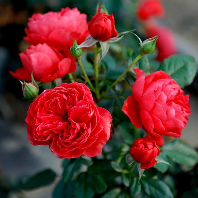 好看的月季花叶片，适合新手养的“2种月季”