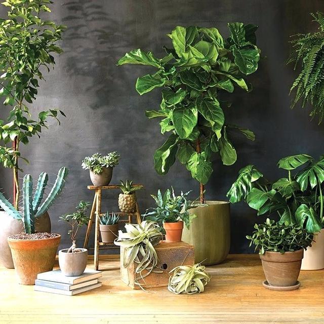 室内花要怎么养，室内花要怎么养（养花10多年总结的室内养花技巧）