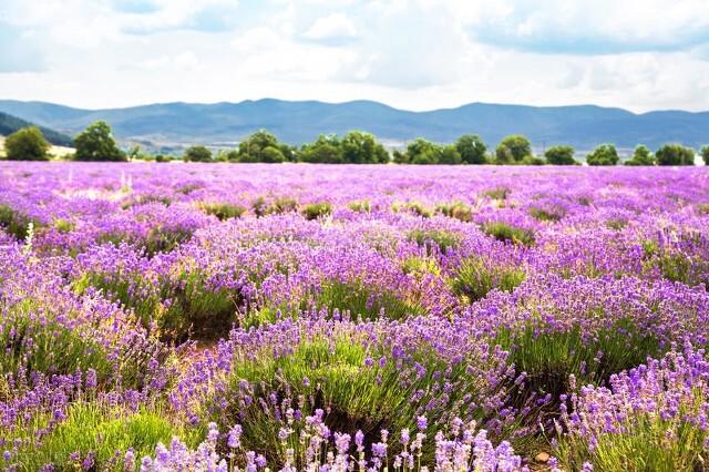 郁金香花语和寓意，你们知道这些花的花语吗（黄色郁金香花语和寓意）