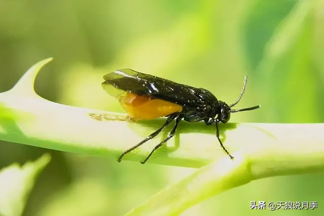 太阳花长白色的虫子是啥原因，太阳花上的白色虫子有什么办法去除（种花好帮手丨这份，先收藏）