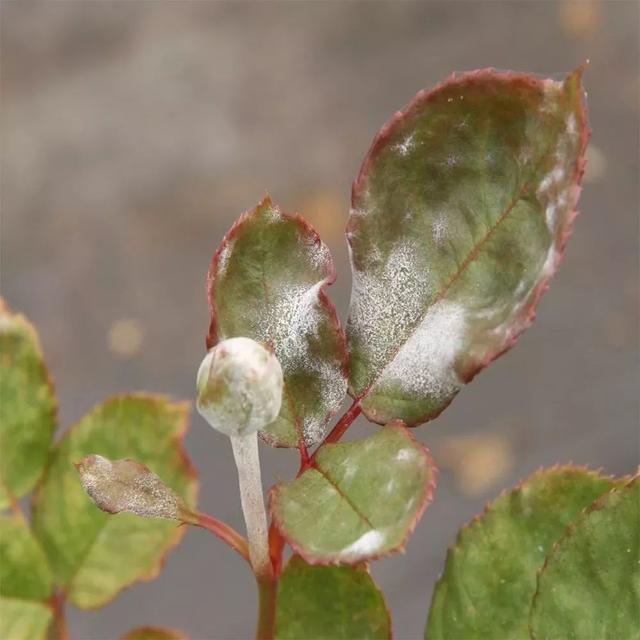 月季开花时间介绍。，月季开花时间介绍图片（不怕黄叶和感染病虫害）