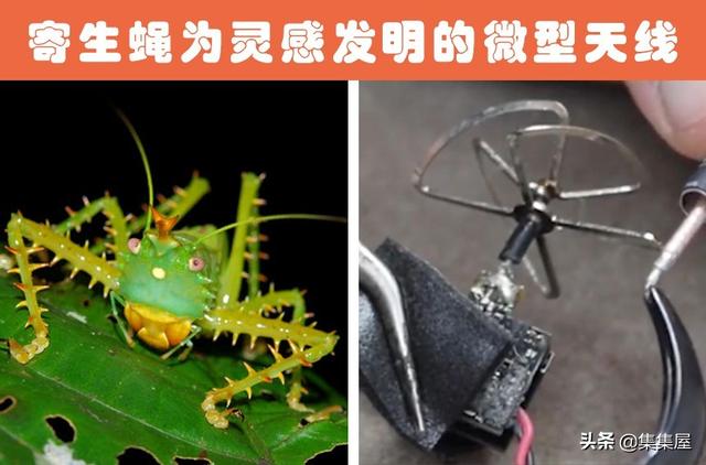 根据动物发明的东西有哪些，根据动物发明的东西有哪些英文（受到了动物的启发）