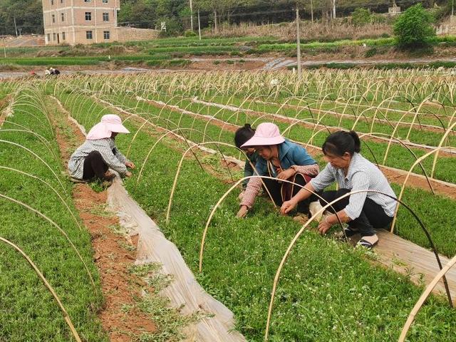 一抹香是什么植物，一抹香对应什么属相（群众致富路又添一抹“香”）