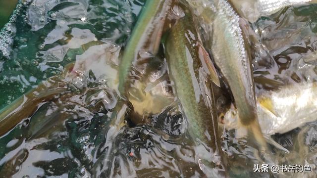 路亚钓鱼用什么假饵好，路亚钓鱼都是用假饵吗（亮片三种经典仿鱼型拟饵的优劣以及功用）